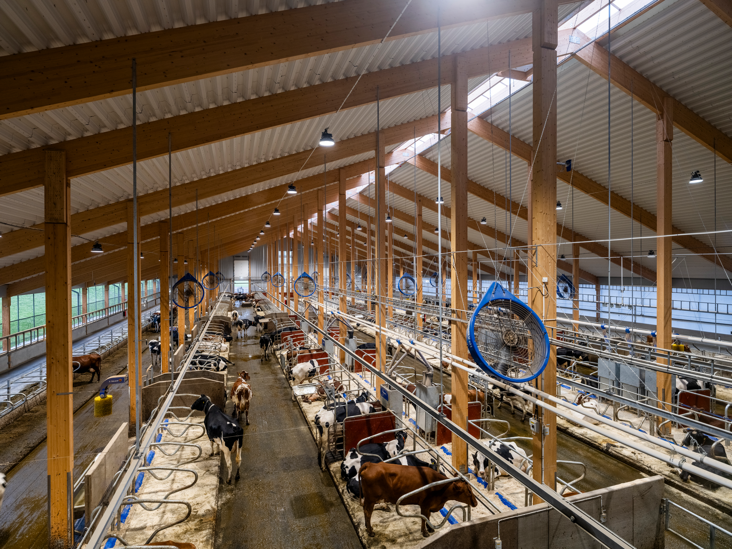 Bild2_DeLaval_neuer_VMS-Stall_Hamra