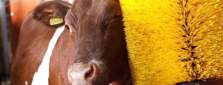 Close-up of a dairy cow enjoying grooming from a yellow rotating brush inside a barn