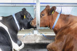 DeLaval neckband comb