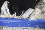 DeLaval Robbremse BB120 & BB100