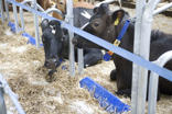 DeLaval brisket board BB120 & BB100