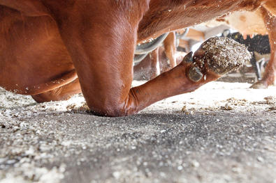 DeLaval Kuhmatratze M45R 