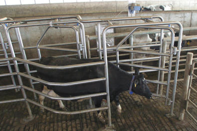 DeLaval sort gate DSG10
