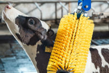 DeLaval miniborste för kalvar MSB Produktbild