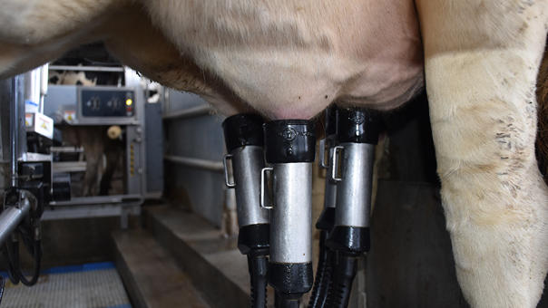 delaval-batch milking-SAT Villamayor de Negral