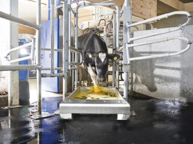 Baño de pezuñas DeLaval AFB1000