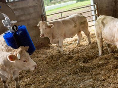 Delaval SBB cepillo vacuno carne