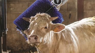 Delaval SBB cepillo vacuno carne
